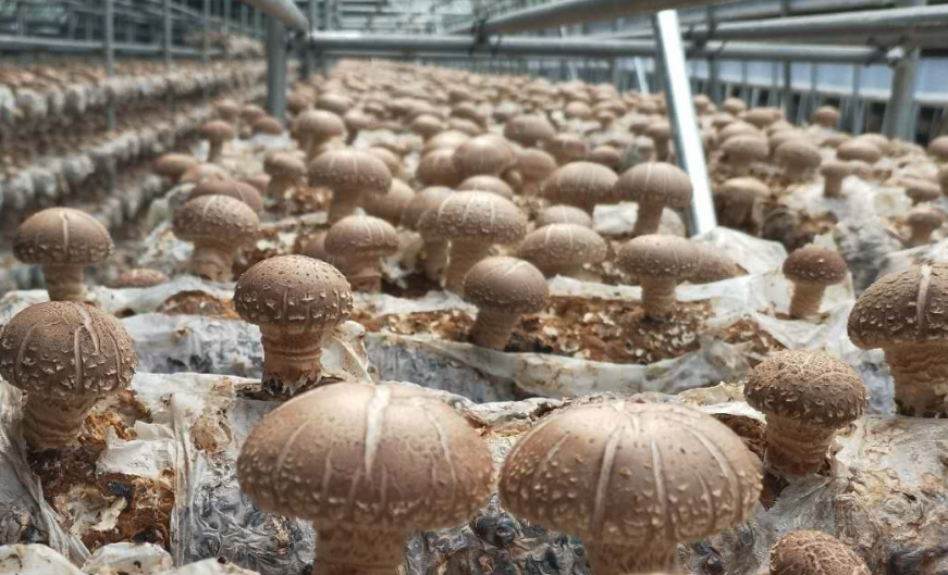 中國香菇行業(yè)現(xiàn)狀深度調研與發(fā)展前景預測報告（2022-2029年）
